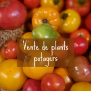 Visuel vente de plants de tomates