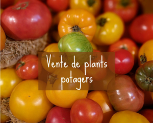 Visuel vente de plants de tomates
