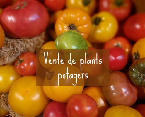 Visuel vente de plants de tomates